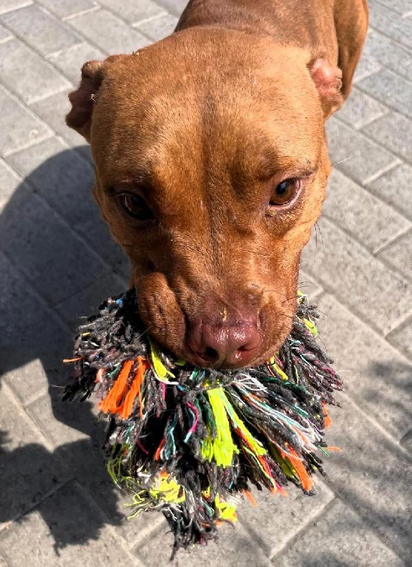 Alma Bellissima Pit